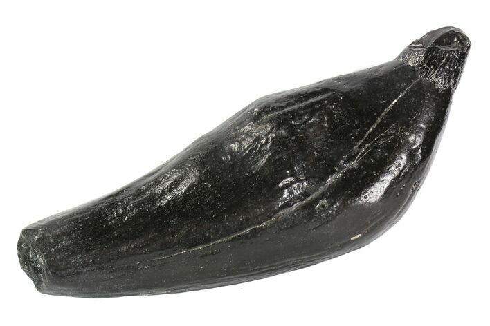 Fossil Sperm Whale (Scaldicetus) Tooth #78221